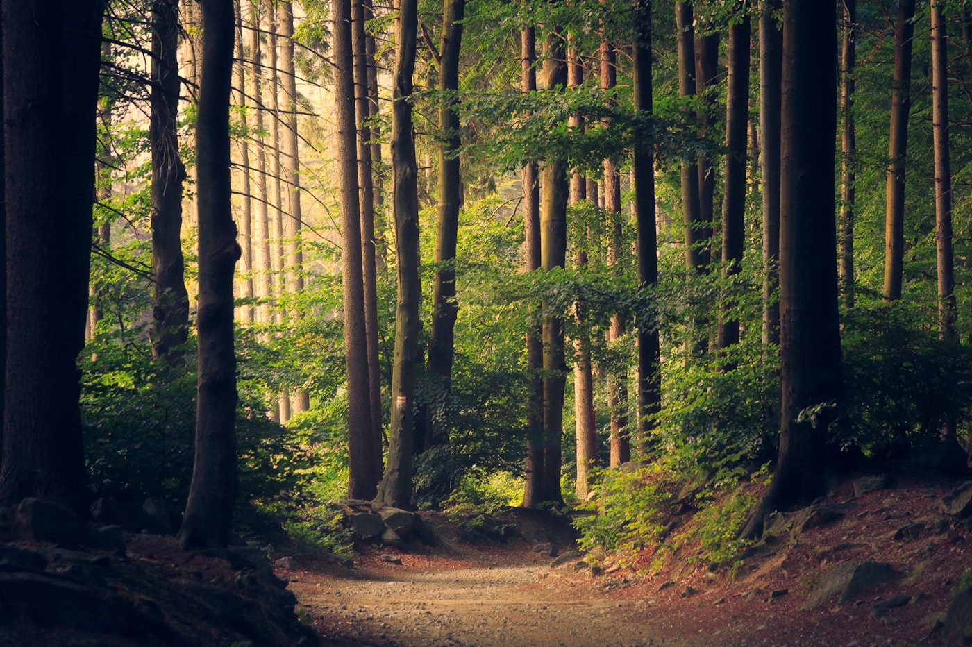 Sunbeams streaming through thick forest foliage and mossy trees